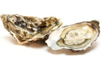 oesters fines claire