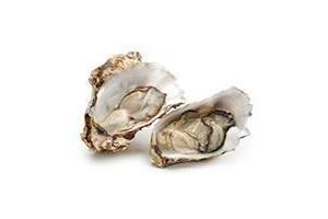 platte oesters