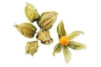 physalis