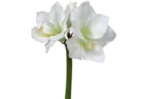 intratuin amaryllis