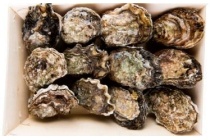 zeeuwse oesters