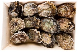 zeeuwse oesters
