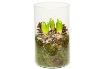 glascilinder met hyacint