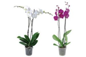 2 taks orchidee