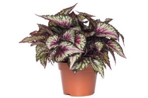 bladbegonia