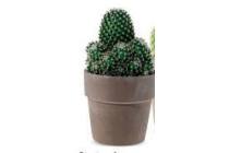 cactus in keramische pot