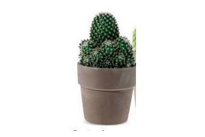 cactus in keramische pot