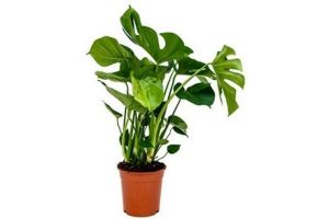 monstera gatenplant