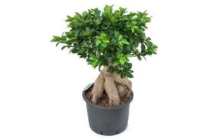 ficus ginseng