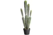 cactus severa