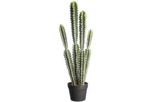 cactus severa