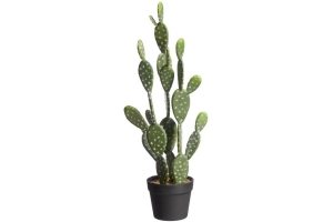 cactus evra