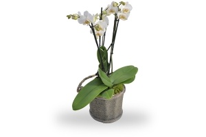 phalaenopsis wild orchid