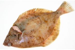 schar vis
