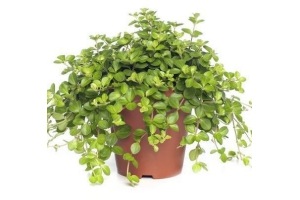 peperomia