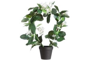 stephanotis