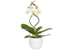 orchidee twister in keramieken pot