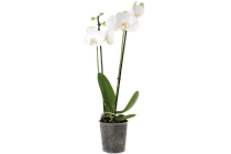 2 taks orchidee