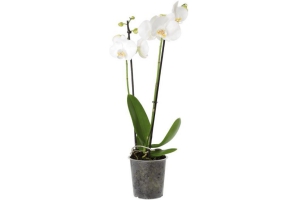 2 taks orchidee