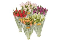 tulpen 30 stuks