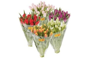 tulpen 30 stuks