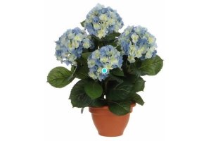 spar hortensia