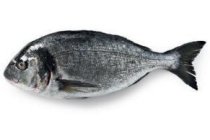 dorade royal