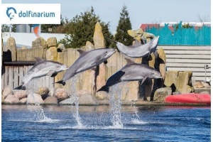 dolfinarium harderwijk