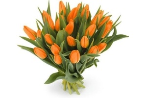 tulpen