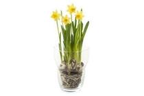 narcissen