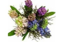 spar hyacint
