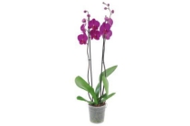 2 tak orchidee