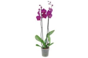 2 tak orchidee