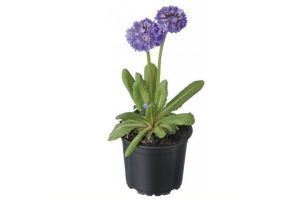 kogelprimula primula denticulata