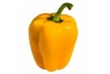 hollandse paprika geel