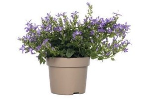 campanula