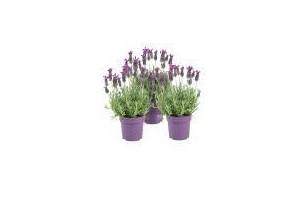 lavendel stouchas 3 stuks