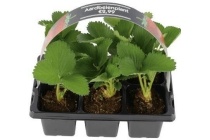 aardbeienplanten 6 pack