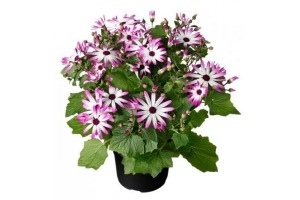 senecio senetti roze ranzijn 18x50