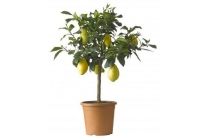 citroenboom d20 cm