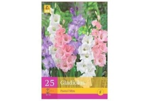 gladiolus mix pastel