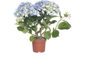 hortensia