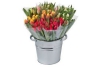 plus tulpen