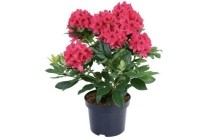 rhododendron