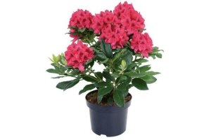 rhododendron