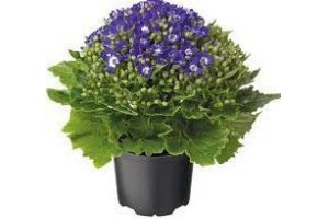 senecio senetti