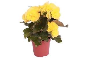 begonia geel