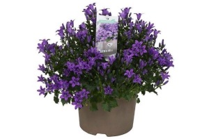 campanula addenda blauw