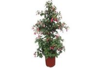 fuchsia piramide