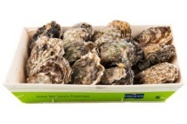 verse zeeuwse oesters